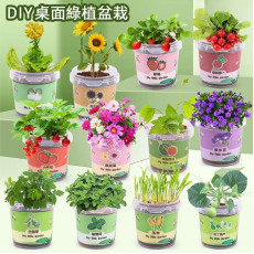 兒童桌面DIY綠化植物盆栽套裝